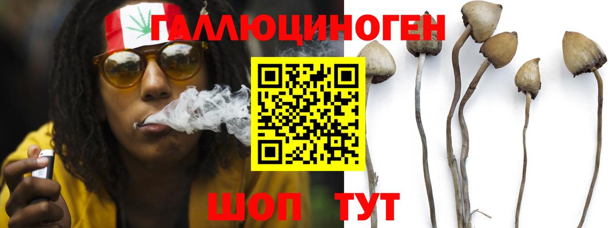 Псилоцибиновые грибы Psilocybe Астрахань